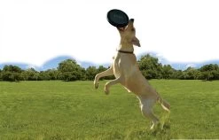 Kong Extreme Flyer 7 Kong Extreme Flyer -Dierenwinkel 0035585123189 1