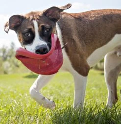 Kong Classic Flyer -Dierenwinkel 0035585129082 met hond 3