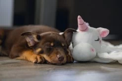 Beeztees Puppy Knuffeldoek Unicorn M -Dierenwinkel 0619491 sfeer3