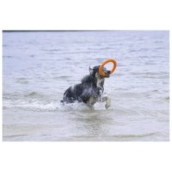 Beeztees Apportino Ring -Dierenwinkel 0625883 2