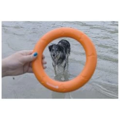 Beeztees Apportino Ring -Dierenwinkel 0625883 3