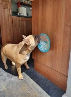 Lickimat Splash Turquoise 19 Cm -Dierenwinkel Lickimat 3