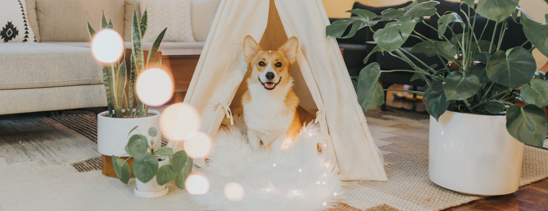 Dierenwinkel -Dierenwinkel photo 1546975490 e8b92a360b24