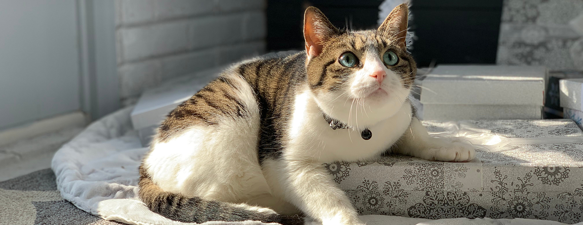 Dierenwinkel -Dierenwinkel photo 1582466953633 4c723ac9195c