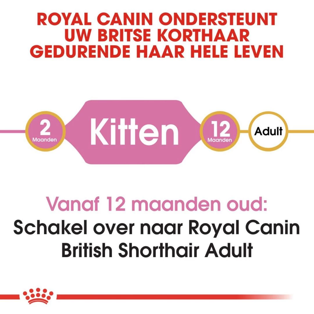 Royal Canin Kattenvoer British Shorthair Kitten 2 Kg 6 Royal Canin Kattenvoer British Shorthair Kitten 2 Kg - Afbeelding 4